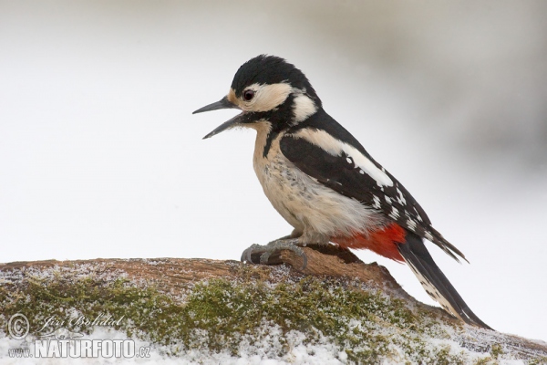 Ďateľ veľký (Dendrocopos major)