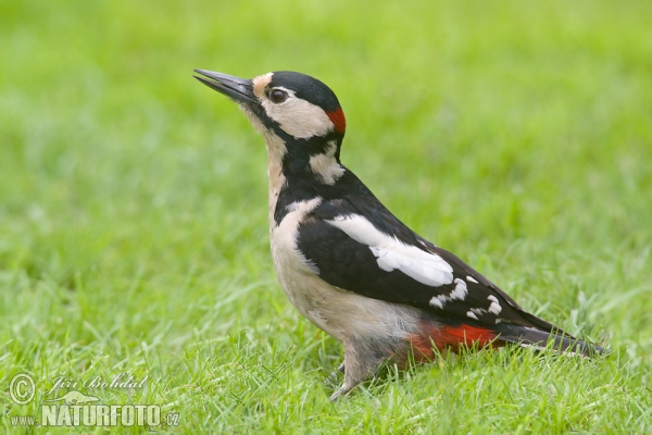 Ďateľ veľký (Dendrocopos major)