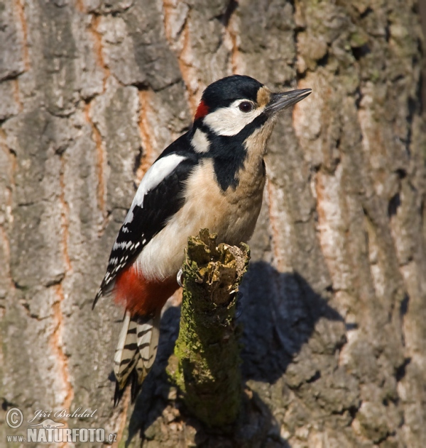 Ďateľ veľký (Dendrocopos major)