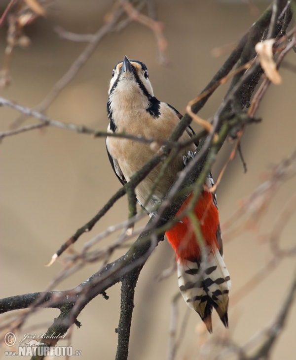 Ďateľ veľký (Dendrocopos major)