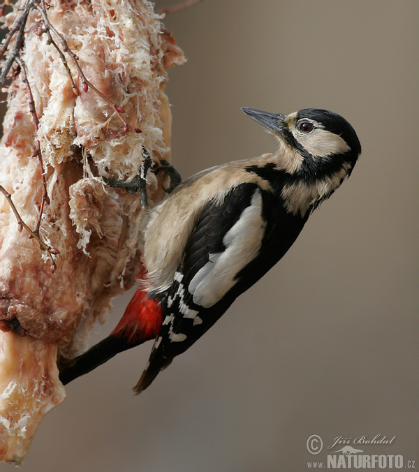 Ďateľ veľký (Dendrocopos major)