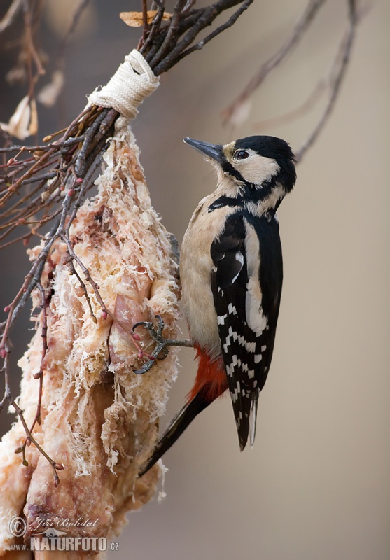 Ďateľ veľký (Dendrocopos major)