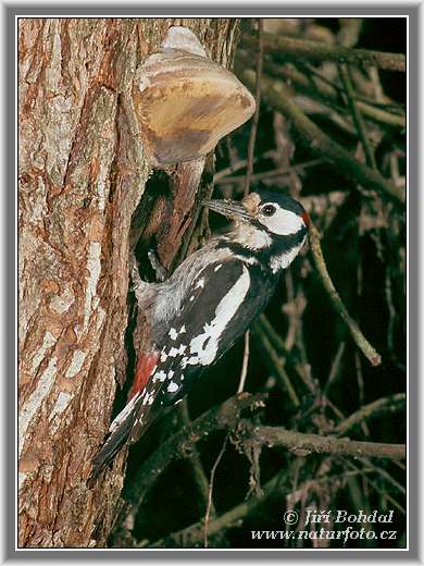 Ďateľ veľký (Dendrocopos major)