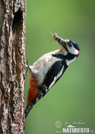 Ďateľ veľký (Dendrocopos major)