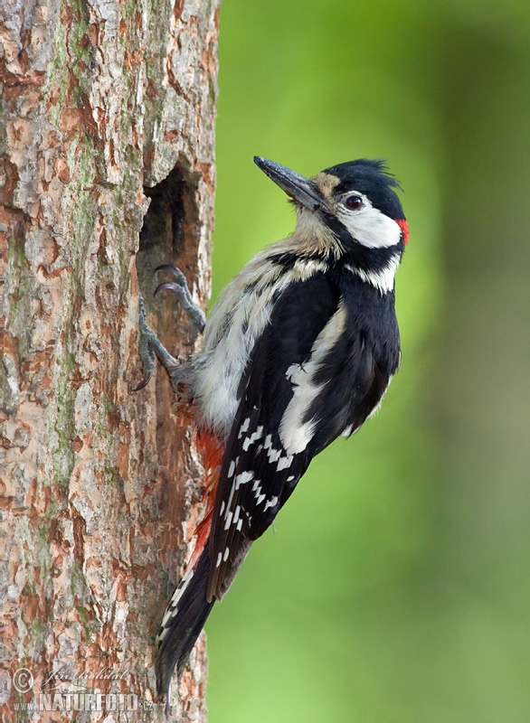 Ďateľ veľký (Dendrocopos major)