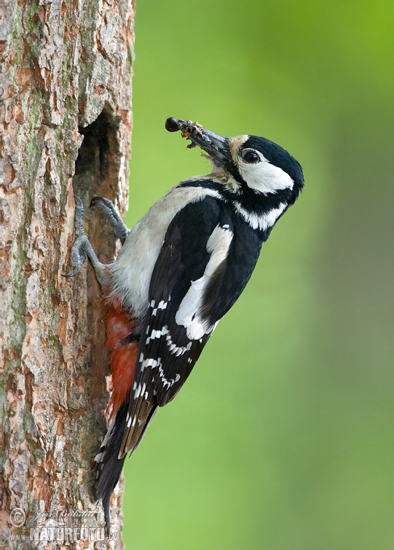 Ďateľ veľký (Dendrocopos major)