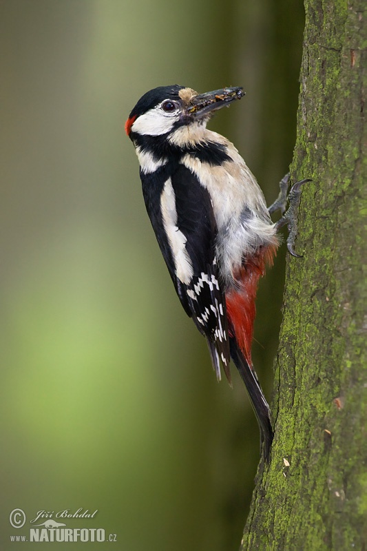 Ďateľ veľký (Dendrocopos major)