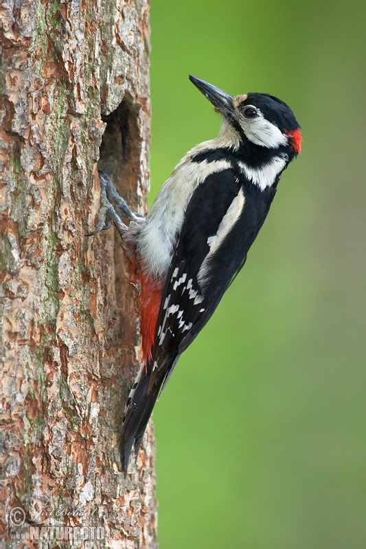 Ďateľ veľký (Dendrocopos major)