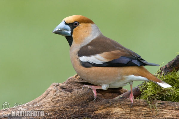 Dlask tlustozobý (Coccothraustes coccothraustes)