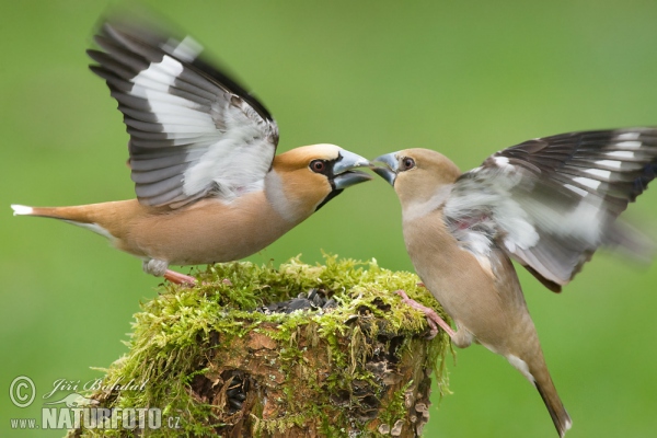 Dlask tlustozobý (Coccothraustes coccothraustes)