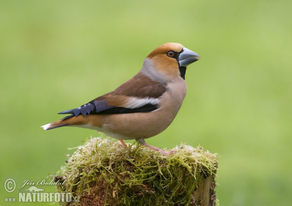 Dlask tlustozobý (Coccothraustes coccothraustes)