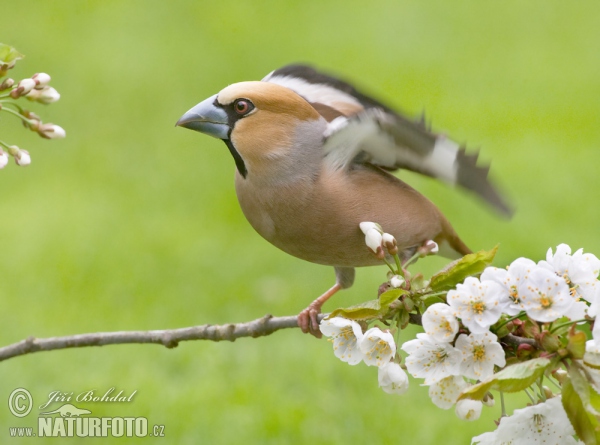 Dlask tlustozobý (Coccothraustes coccothraustes)