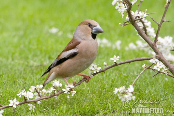 Dlask tlustozobý (Coccothraustes coccothraustes)