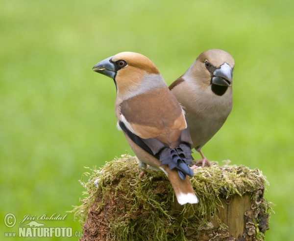 Dlask tlustozobý (Coccothraustes coccothraustes)