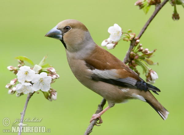 Dlask tlustozobý (Coccothraustes coccothraustes)