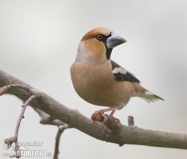 Dlask tlustozobý (Coccothraustes coccothraustes)