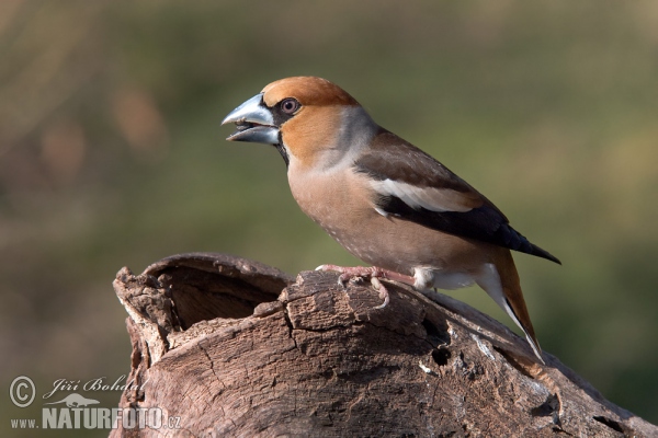 Dlask tlustozobý (Coccothraustes coccothraustes)