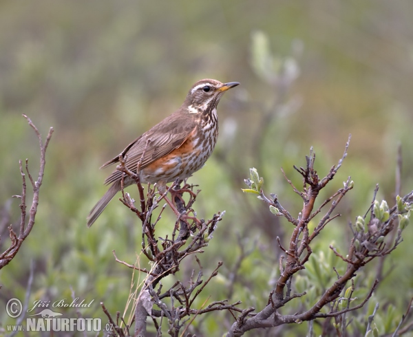 Drozd červenkavý (Turdus iliacus)