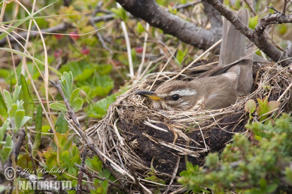 Drozd červenkavý (Turdus iliacus)