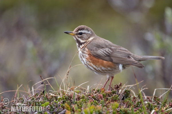 Drozd červenkavý (Turdus iliacus)