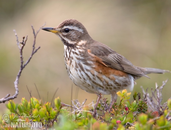 Drozd červenkavý (Turdus iliacus)