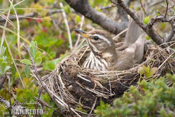 Drozd červenkavý (Turdus iliacus)