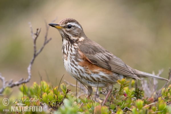 Drozd červenkavý (Turdus iliacus)