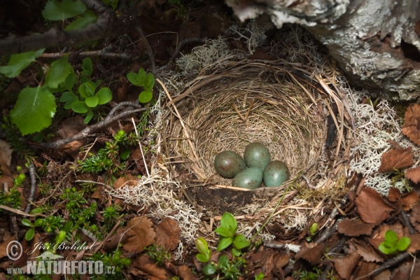 Drozd červenkavý (Turdus iliacus)