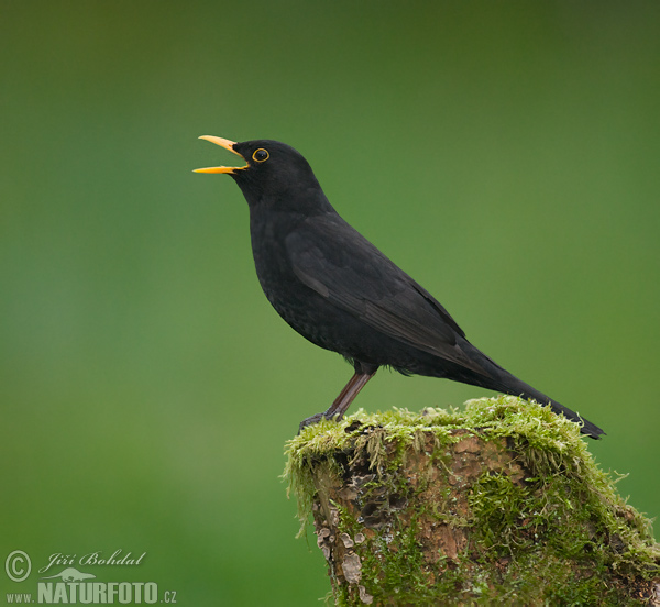 Drozd čierny (Turdus merula)