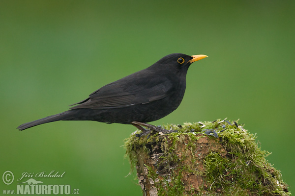 Drozd čierny (Turdus merula)