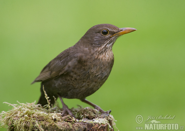 Drozd čierny (Turdus merula)