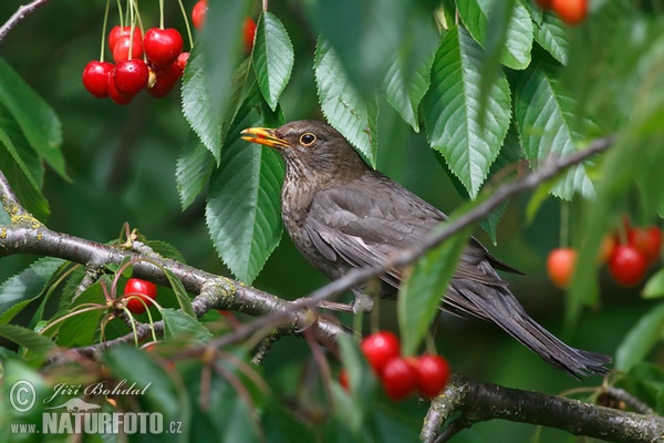 Drozd čierny (Turdus merula)