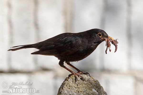 Drozd čierny (Turdus merula)