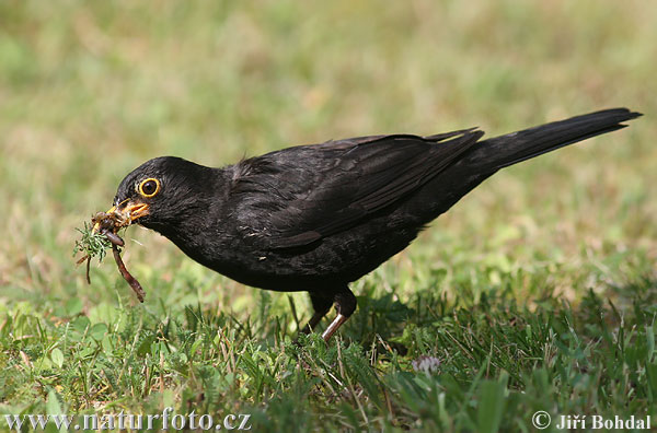 Drozd čierny (Turdus merula)