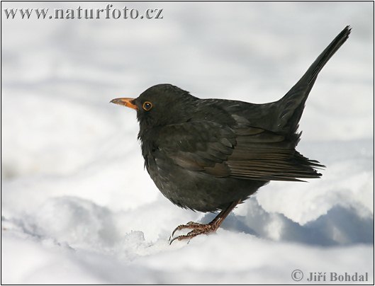 Drozd čierny (Turdus merula)