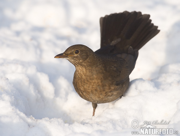 Drozd čierny (Turdus merula)