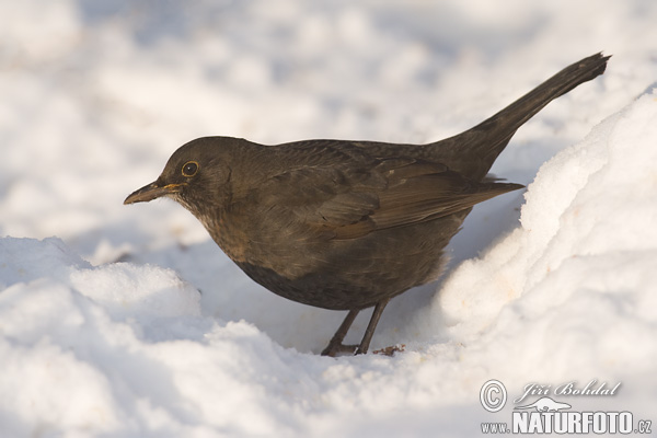 Drozd čierny (Turdus merula)