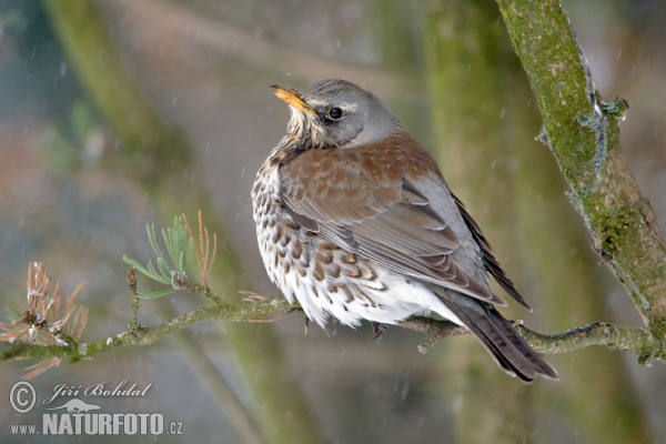 Drozd čvíkotavý (Turdus pilaris)