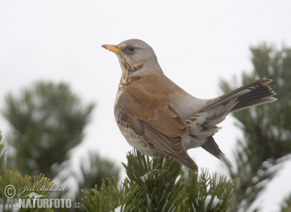 Drozd čvíkotavý (Turdus pilaris)