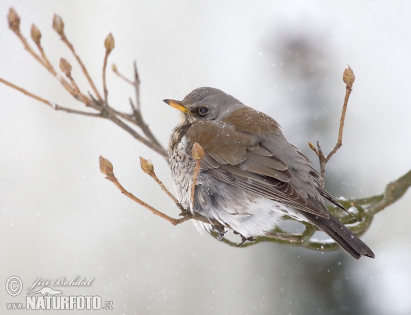 Drozd čvíkotavý (Turdus pilaris)