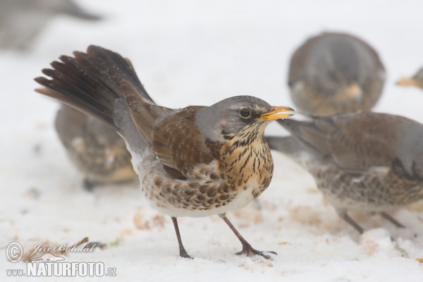 Drozd čvíkotavý (Turdus pilaris)