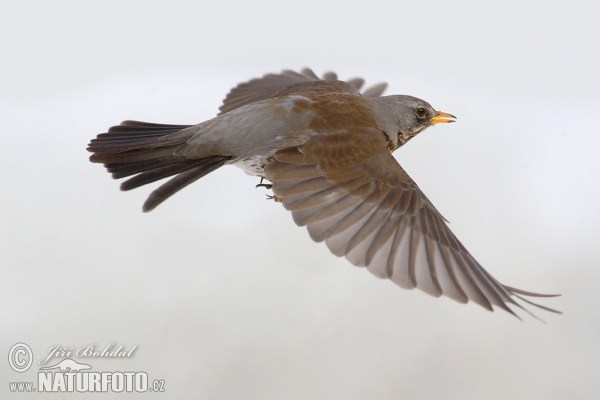 Drozd čvíkotavý (Turdus pilaris)