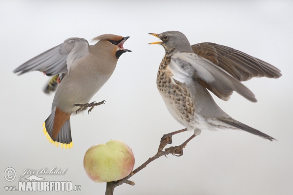 Drozd čvíkotavý (Turdus pilaris)