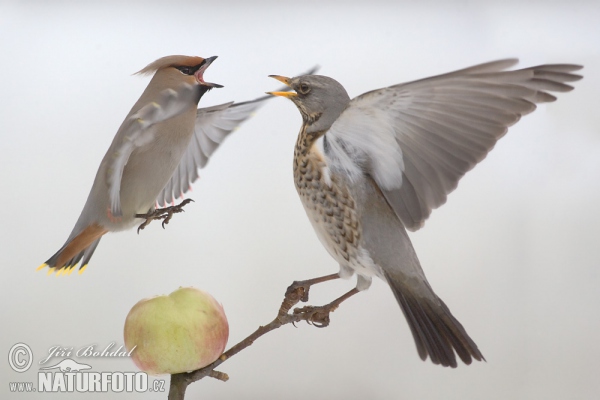 Drozd čvíkotavý (Turdus pilaris)