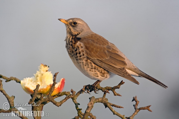 Drozd čvíkotavý (Turdus pilaris)