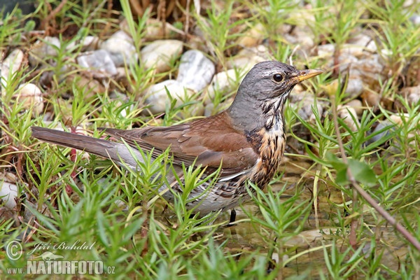 Drozd čvíkotavý (Turdus pilaris)