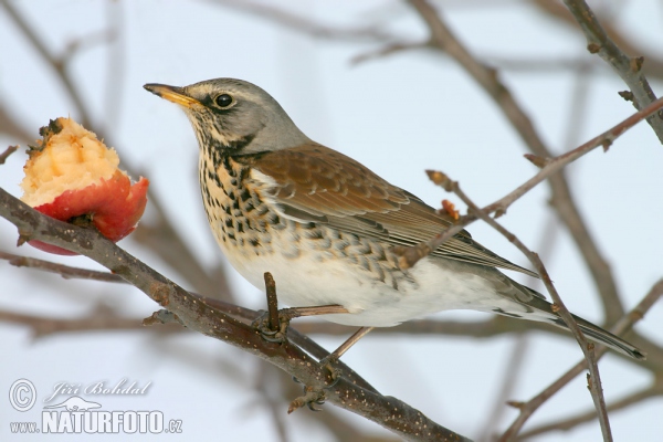 Drozd čvíkotavý (Turdus pilaris)