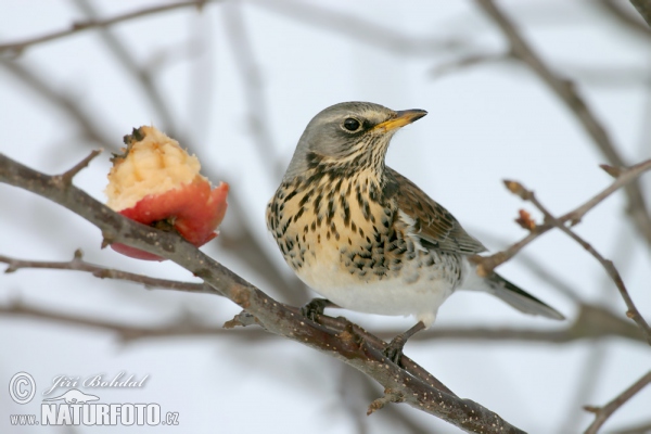 Drozd čvíkotavý (Turdus pilaris)