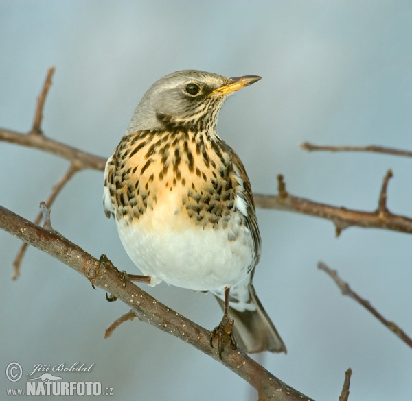 Drozd čvíkotavý (Turdus pilaris)