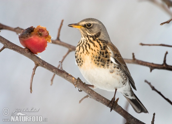 Drozd čvíkotavý (Turdus pilaris)